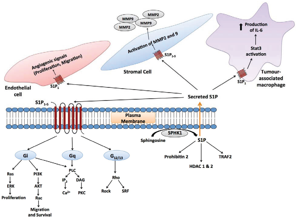 Biomolecules 04 00315 g002 1024