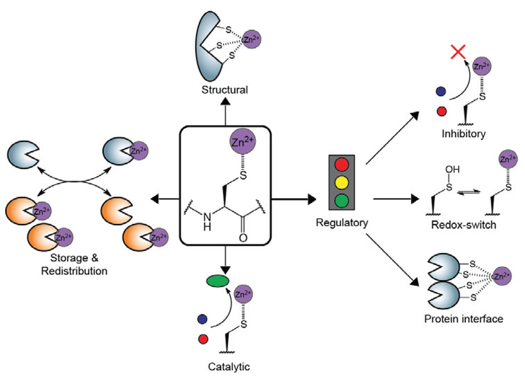 Biomolecules 04 00419 g001 1024