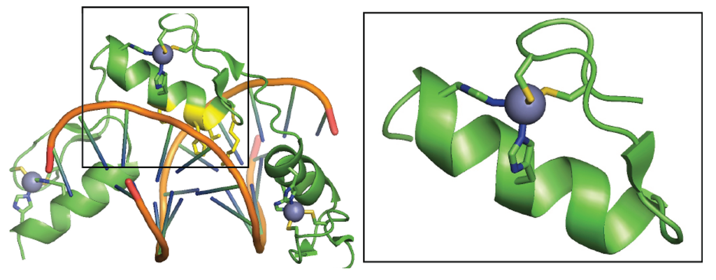 Biomolecules 04 00419 g002 1024