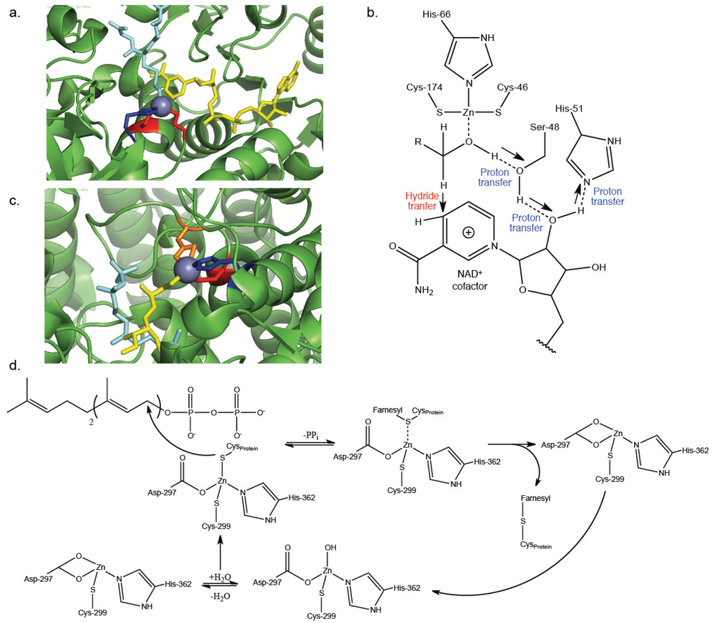 Biomolecules 04 00419 g003 1024