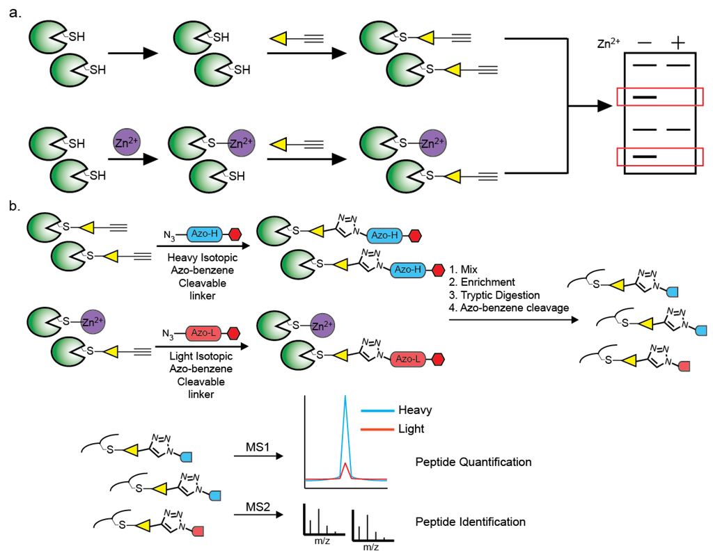Biomolecules 04 00419 g005 1024