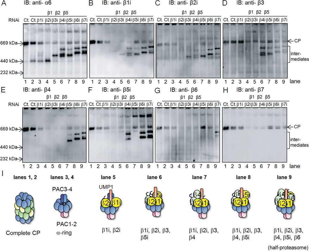 Biomolecules 04 00662 g001 1024