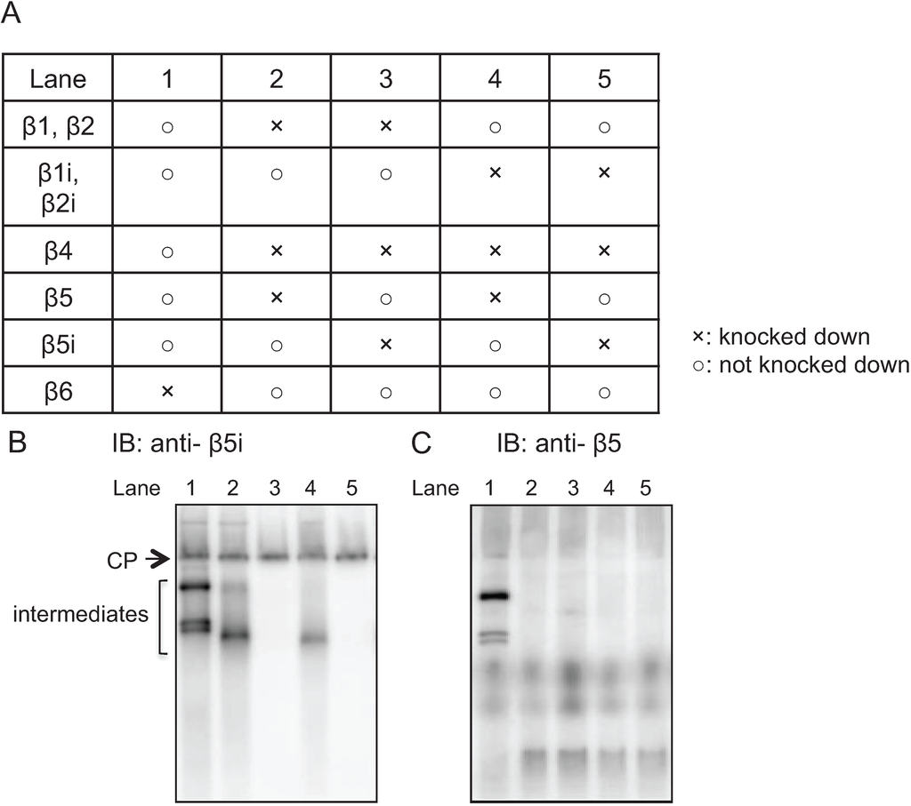 Biomolecules 04 00662 g003 1024
