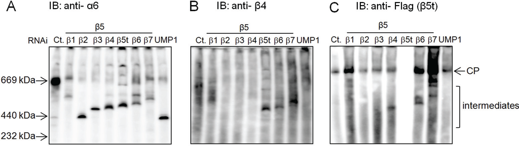 Biomolecules 04 00662 g004 1024
