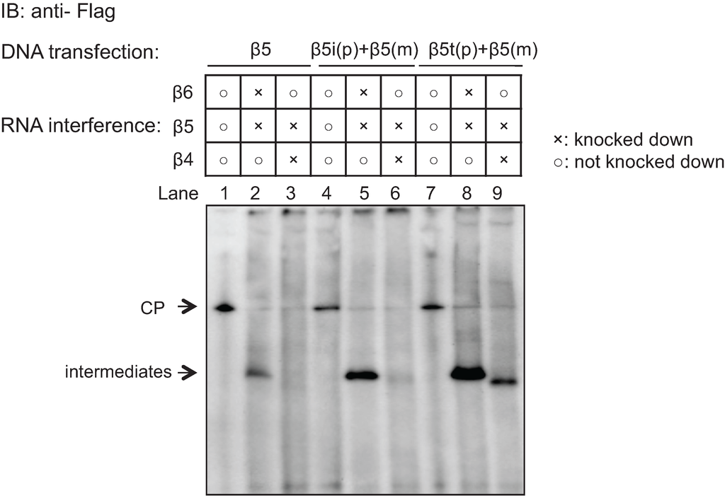 Biomolecules 04 00662 g005 1024