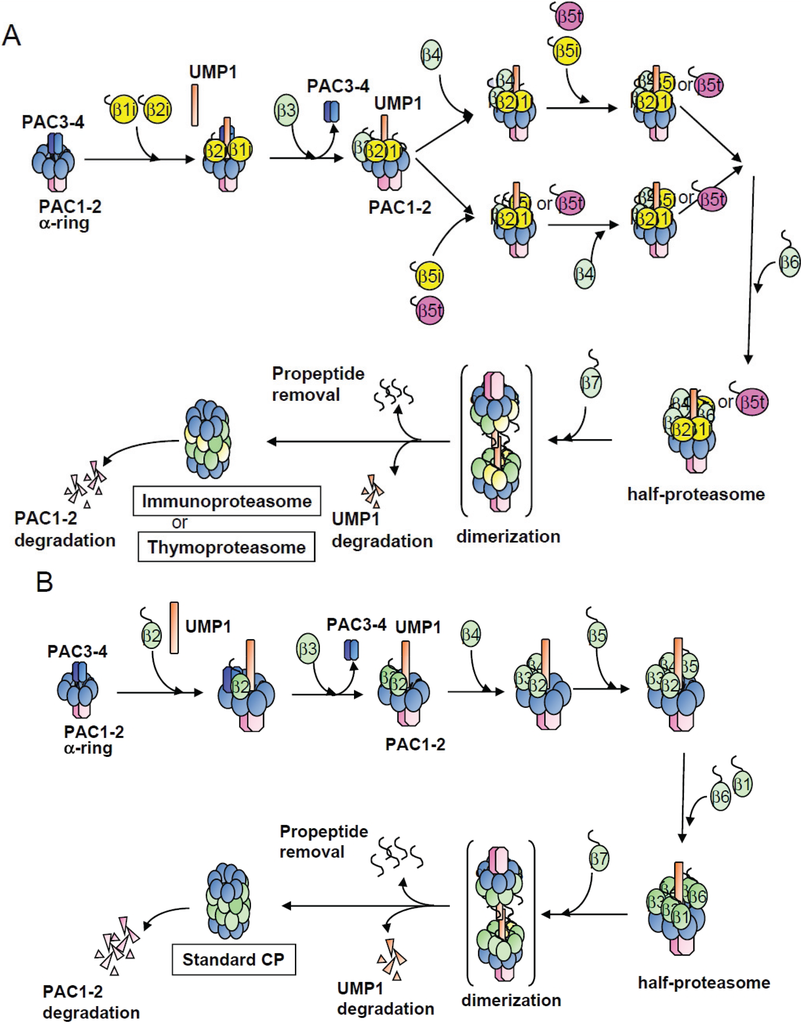 Biomolecules 04 00662 g007 1024