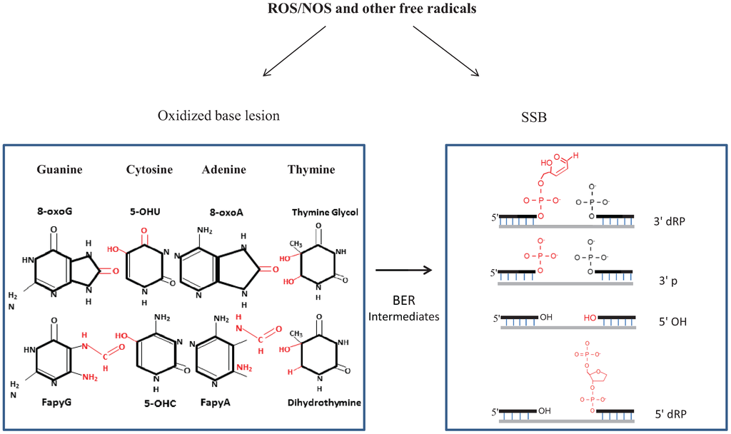 Biomolecules 04 00678 g001 1024