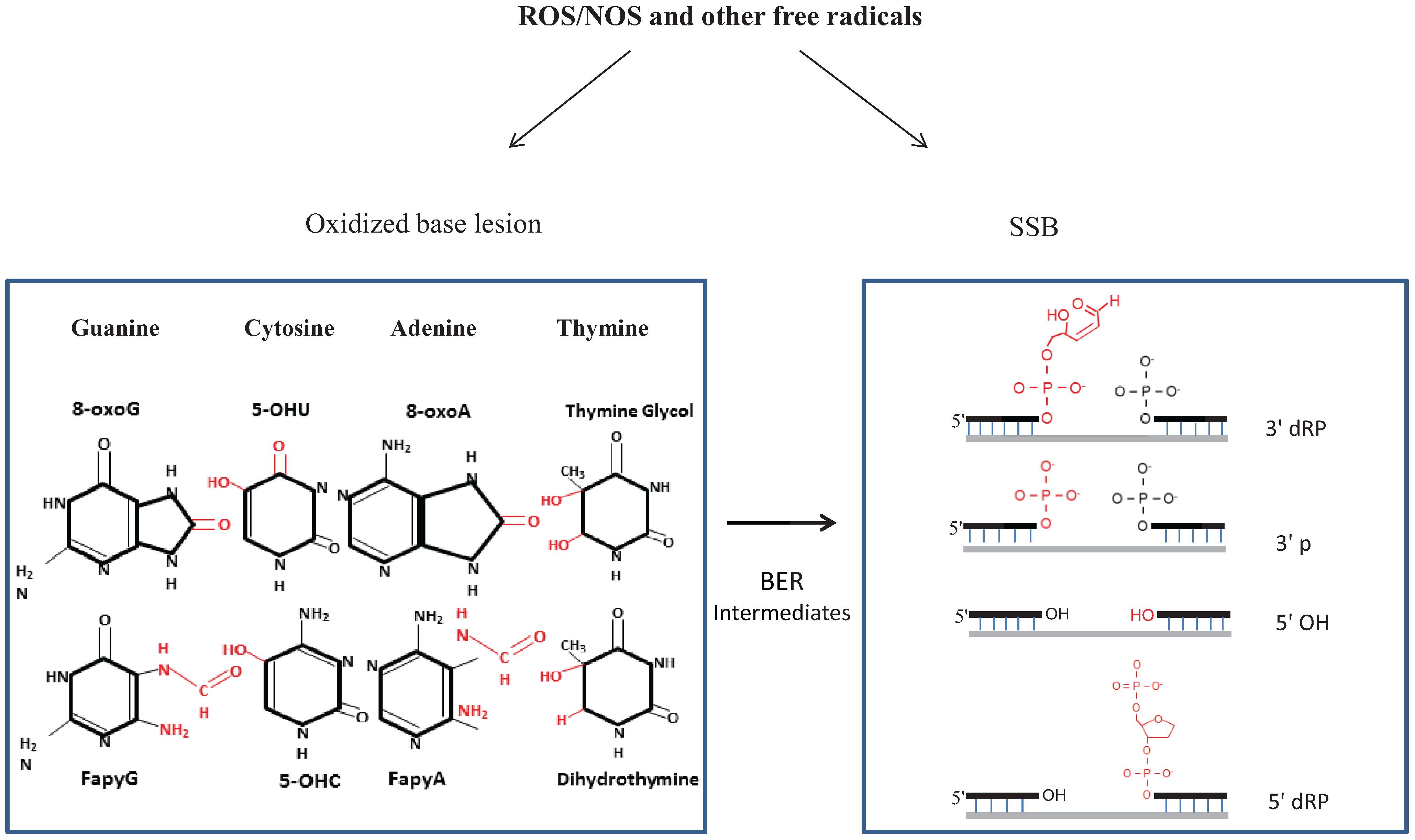 Biomolecules 04 00678 g001