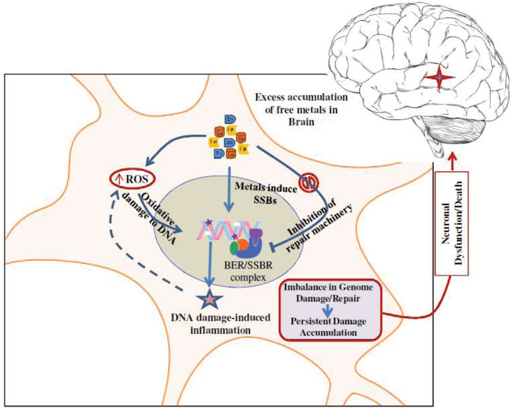 Biomolecules 04 00678 g002 1024
