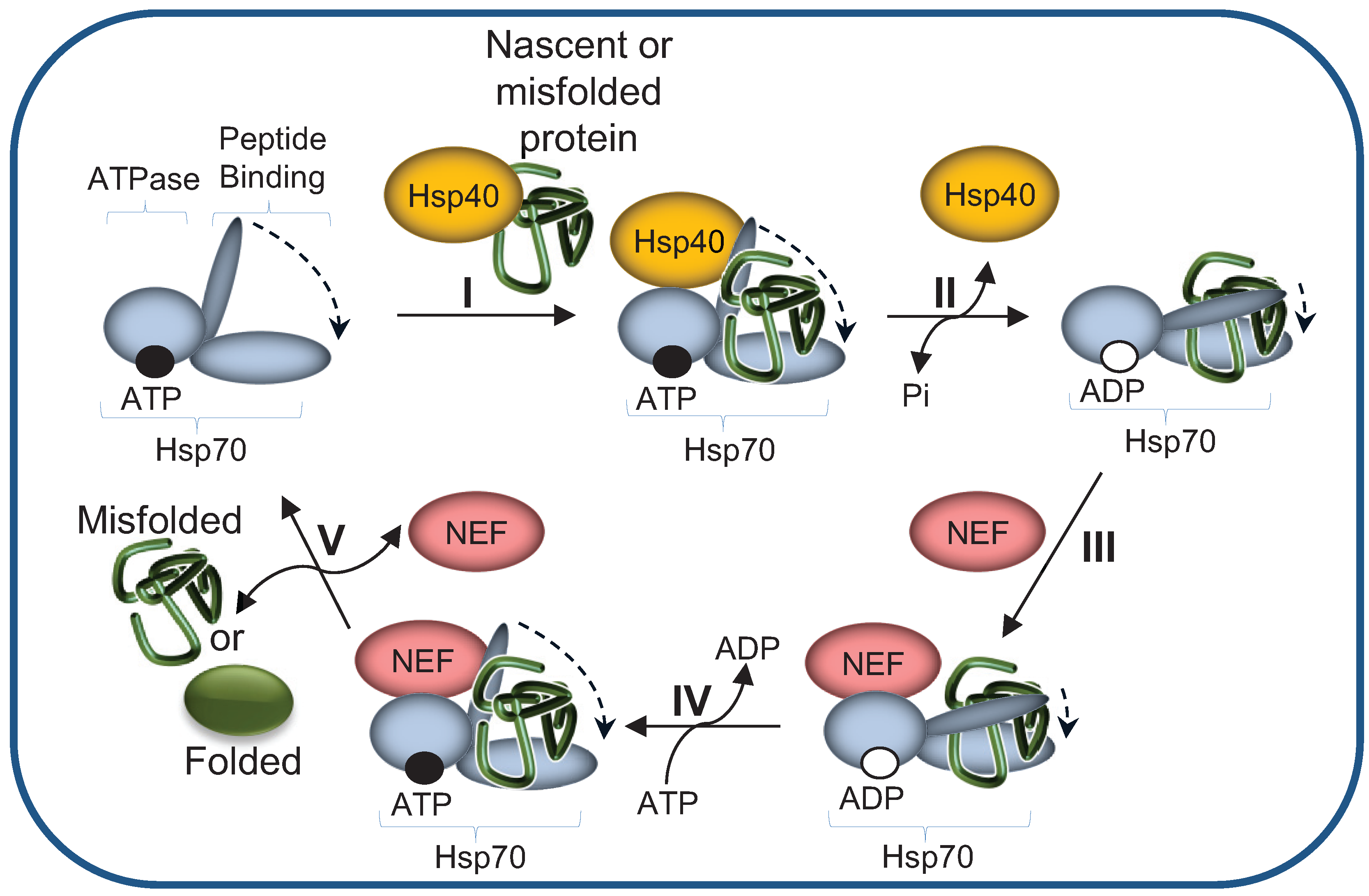 Biomolecules 04 00704 g003