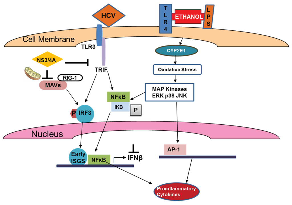 Biomolecules 05 00076 g004 1024