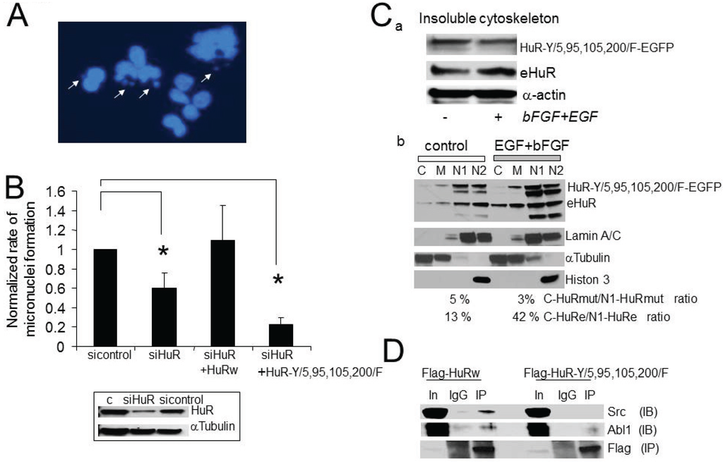 Biomolecules 05 00263 g007 1024