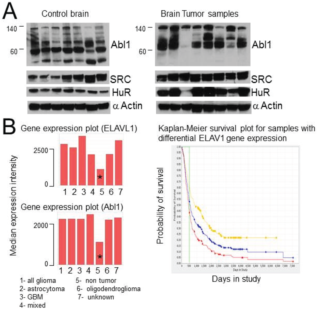 Biomolecules 05 00263 g008 1024