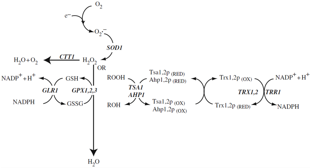 Biomolecules 05 00318 g001 1024