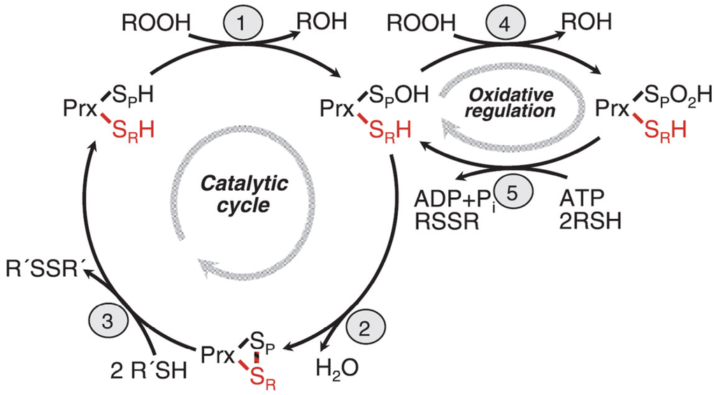 Biomolecules 05 00318 g002 1024