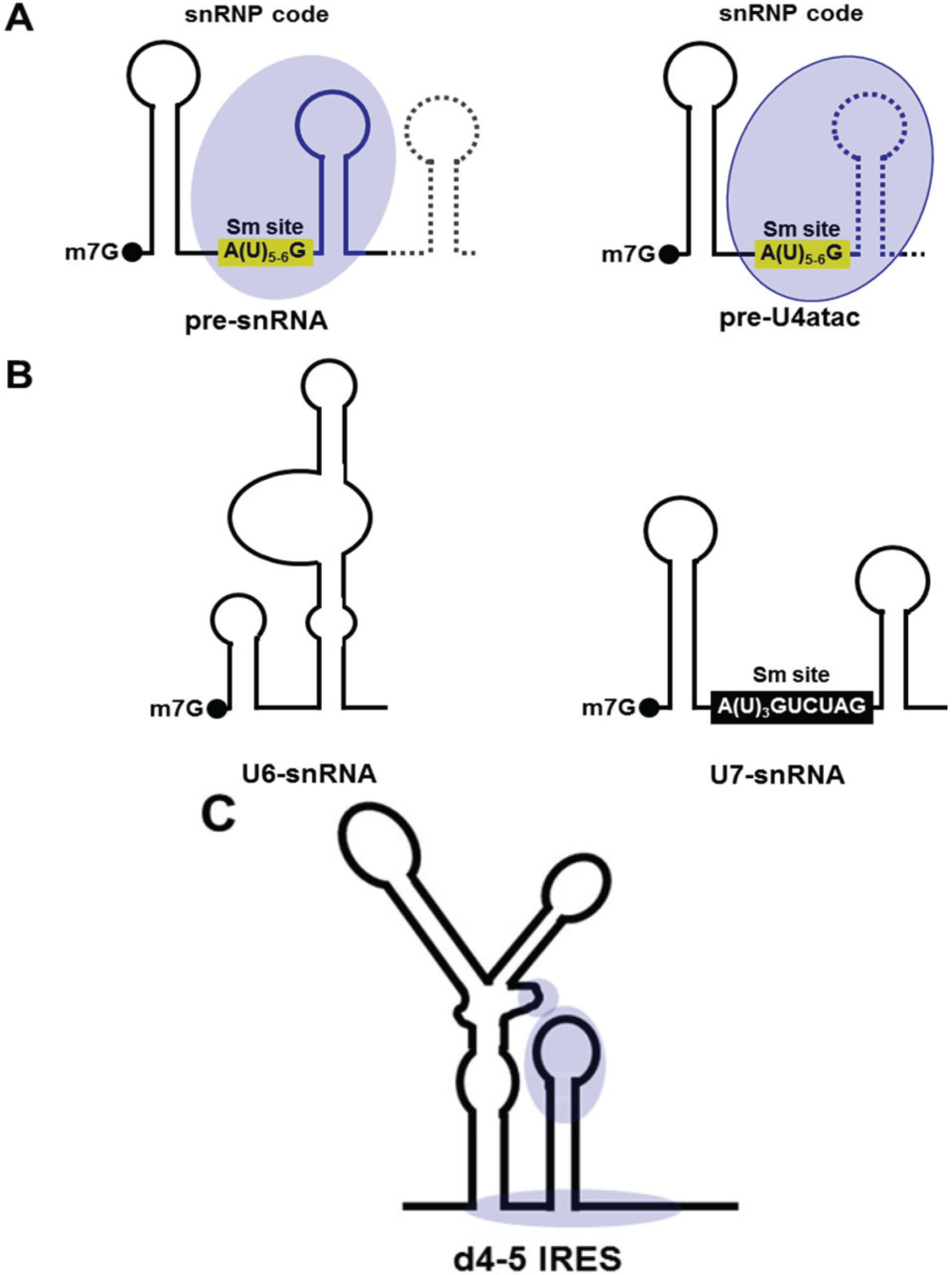 Biomolecules 05 00528 g002