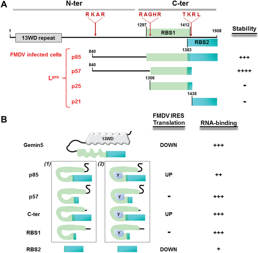 Biomolecules 05 00528 g004 1024