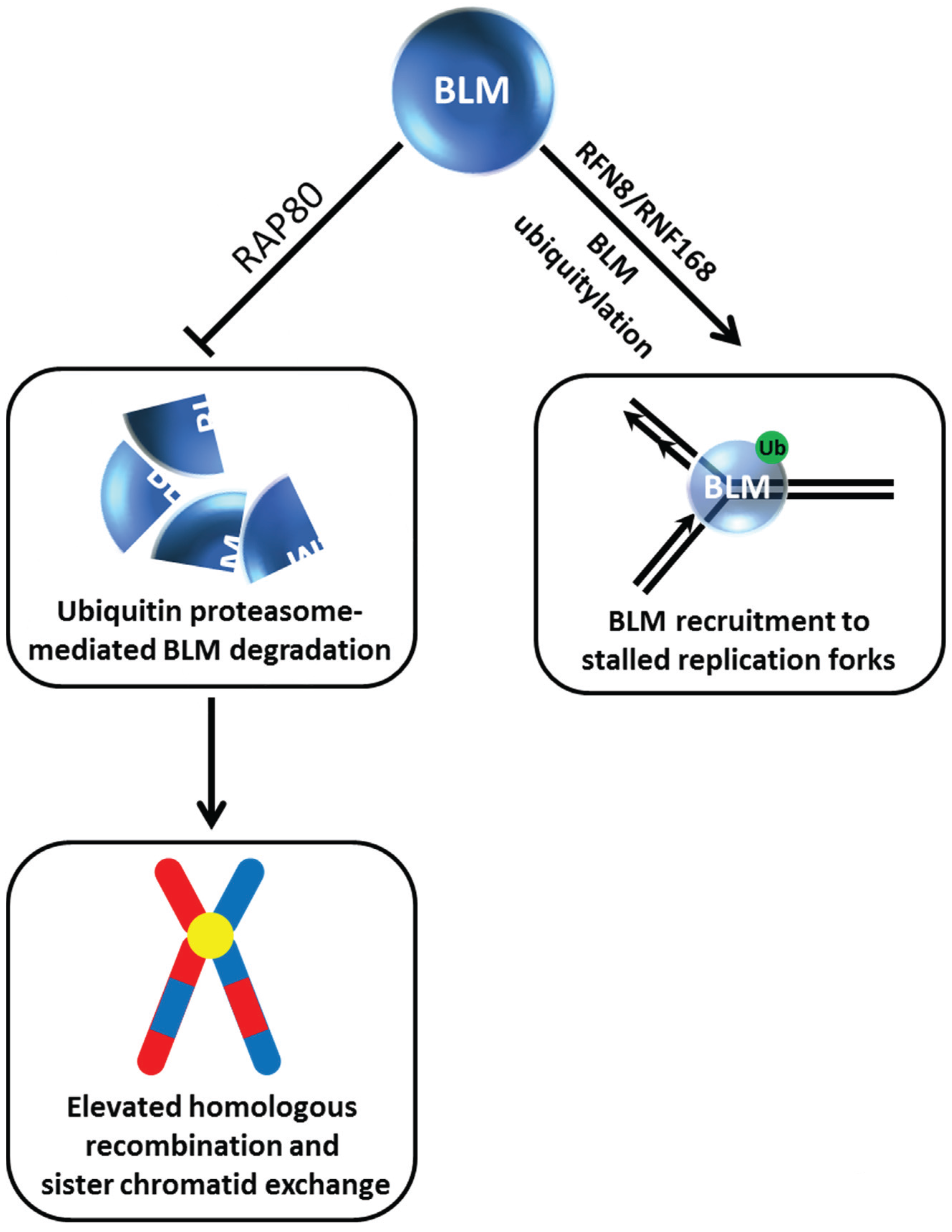 Biomolecules 05 00590 g002