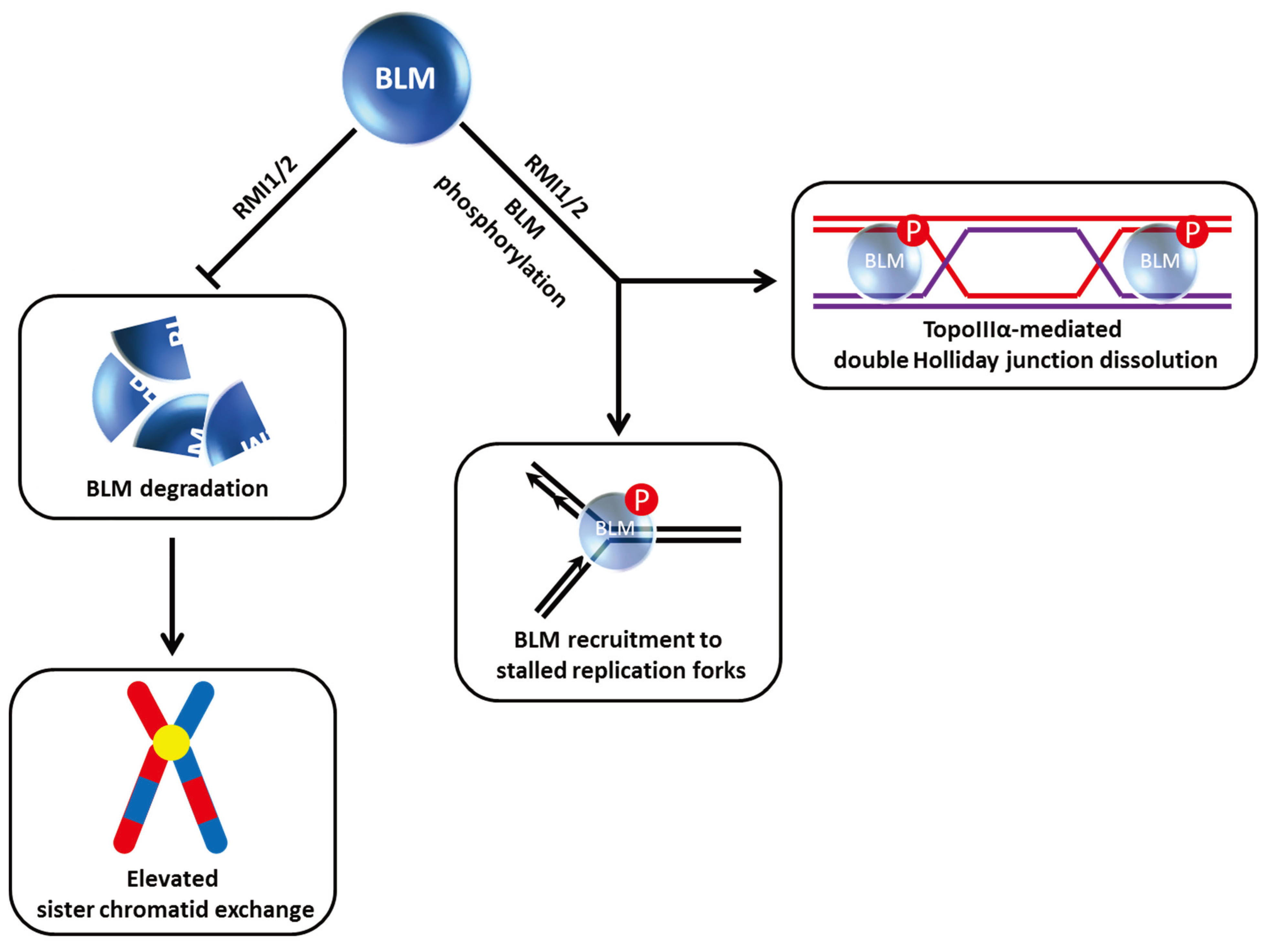 Biomolecules 05 00590 g003