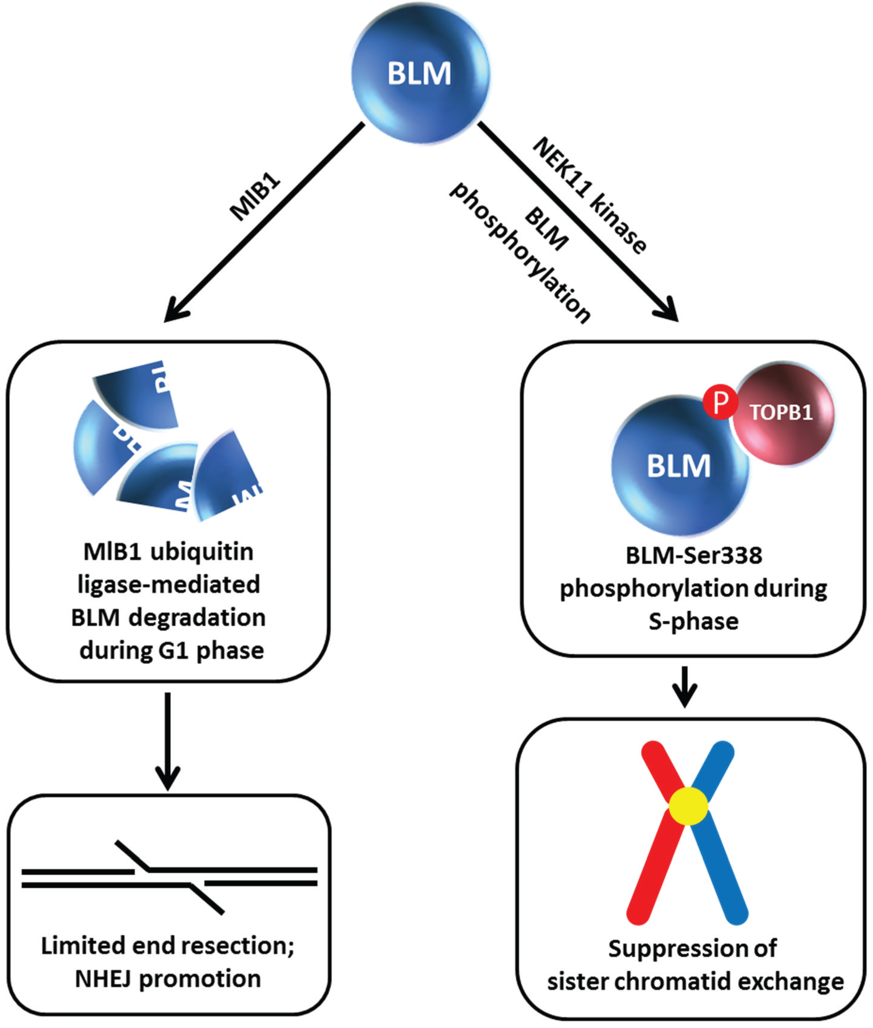 Biomolecules 05 00590 g005