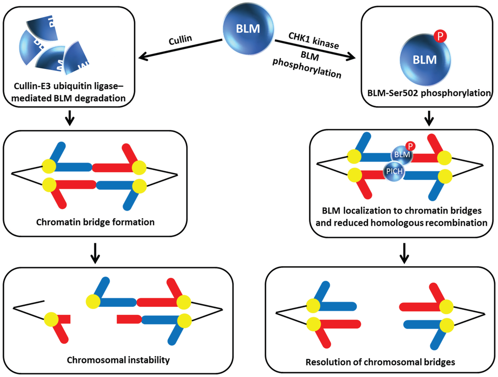 Biomolecules 05 00590 g006 1024