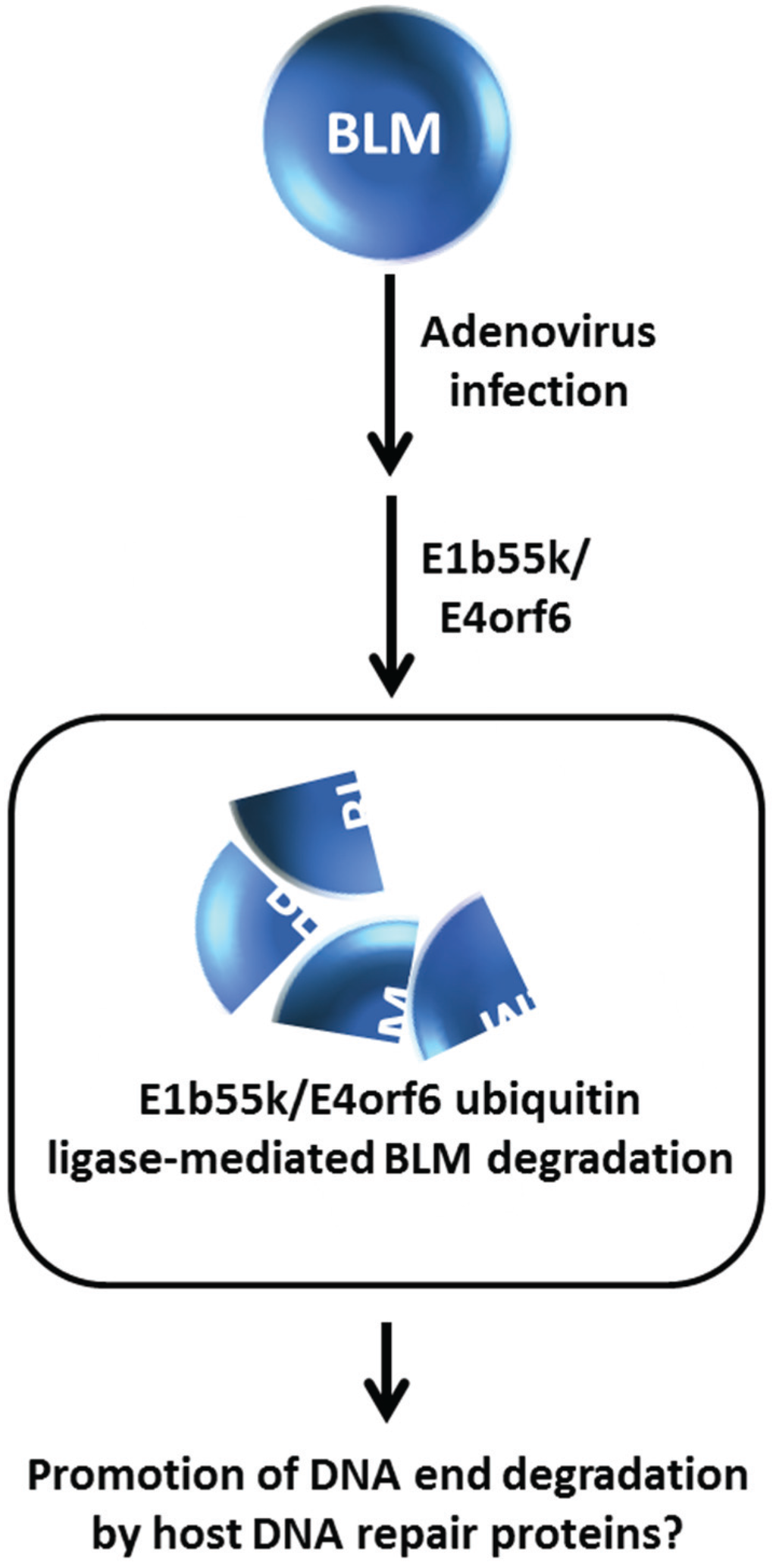 Biomolecules 05 00590 g007 1024