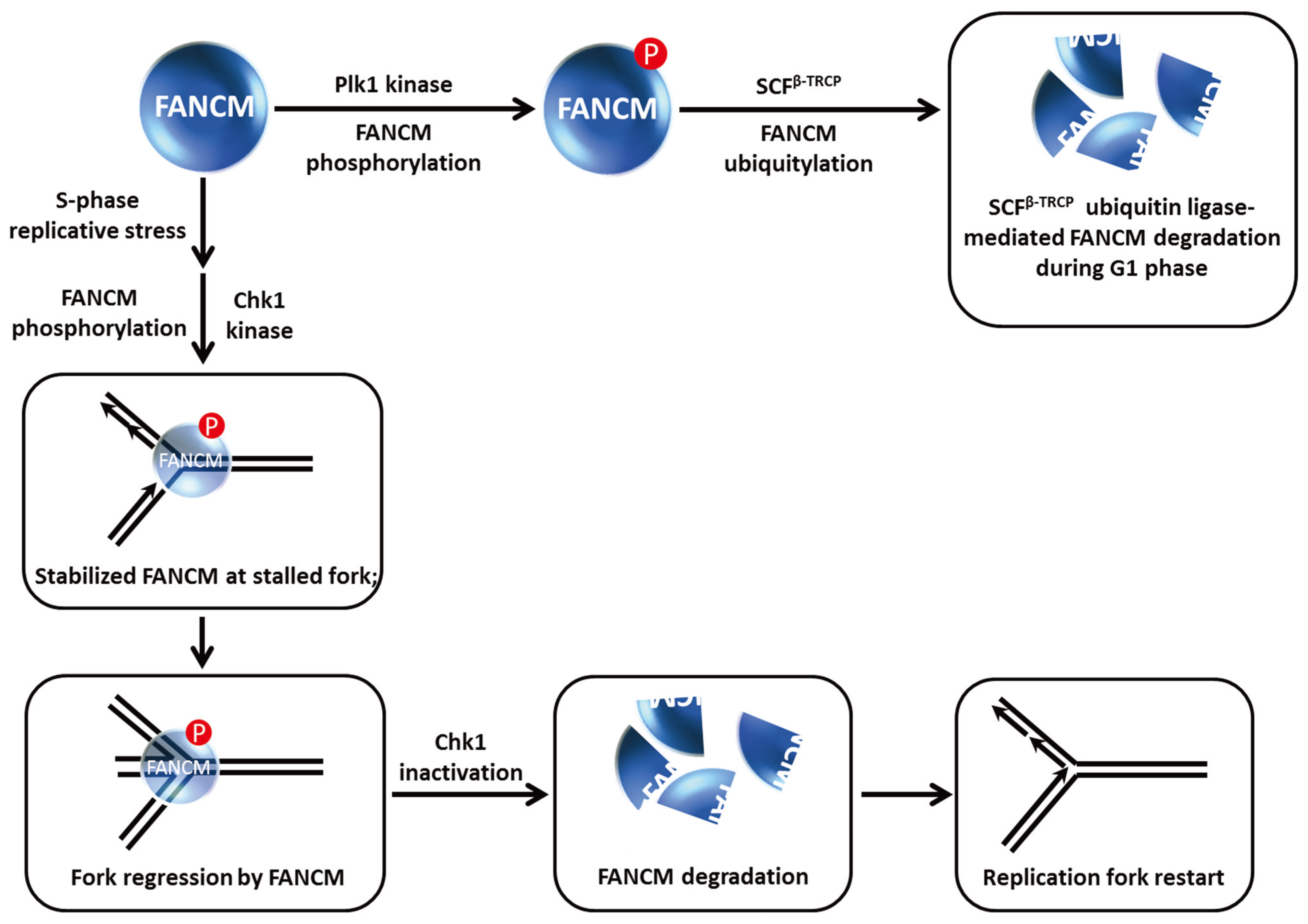 Biomolecules 05 00590 g008