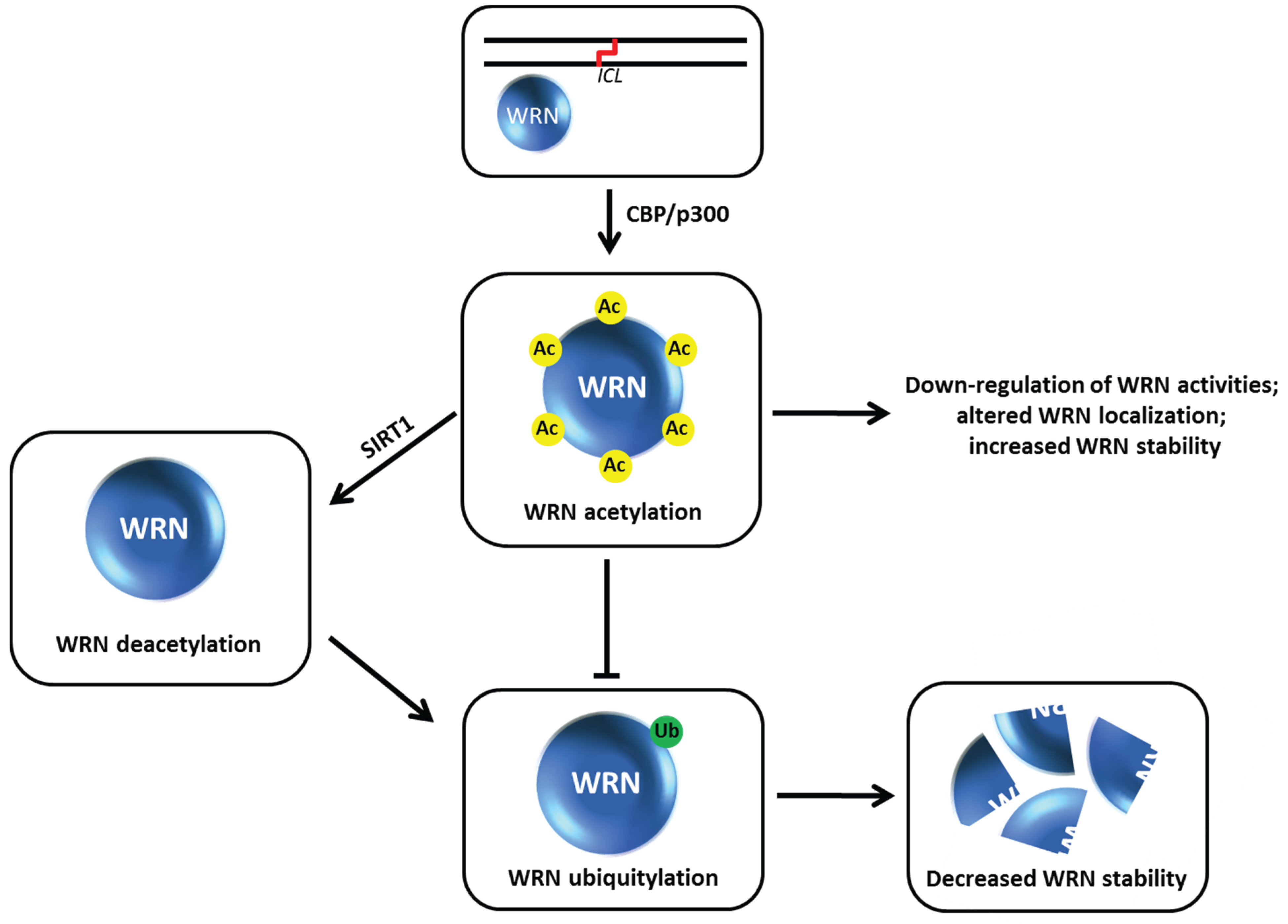 Biomolecules 05 00590 g010