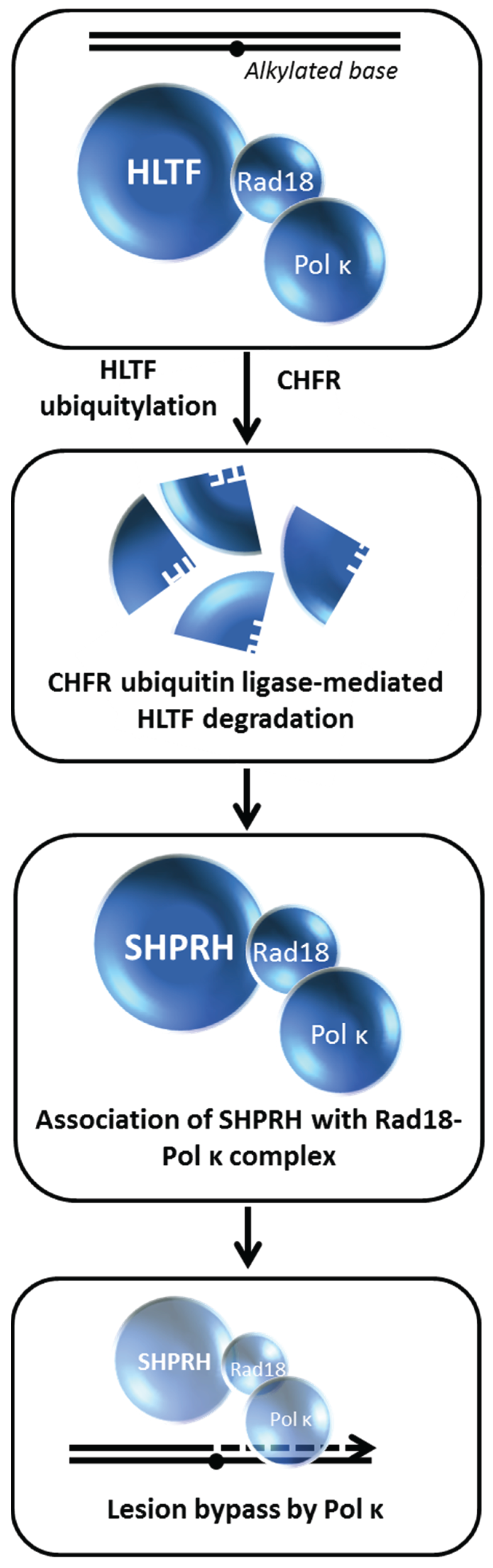 Biomolecules 05 00590 g011