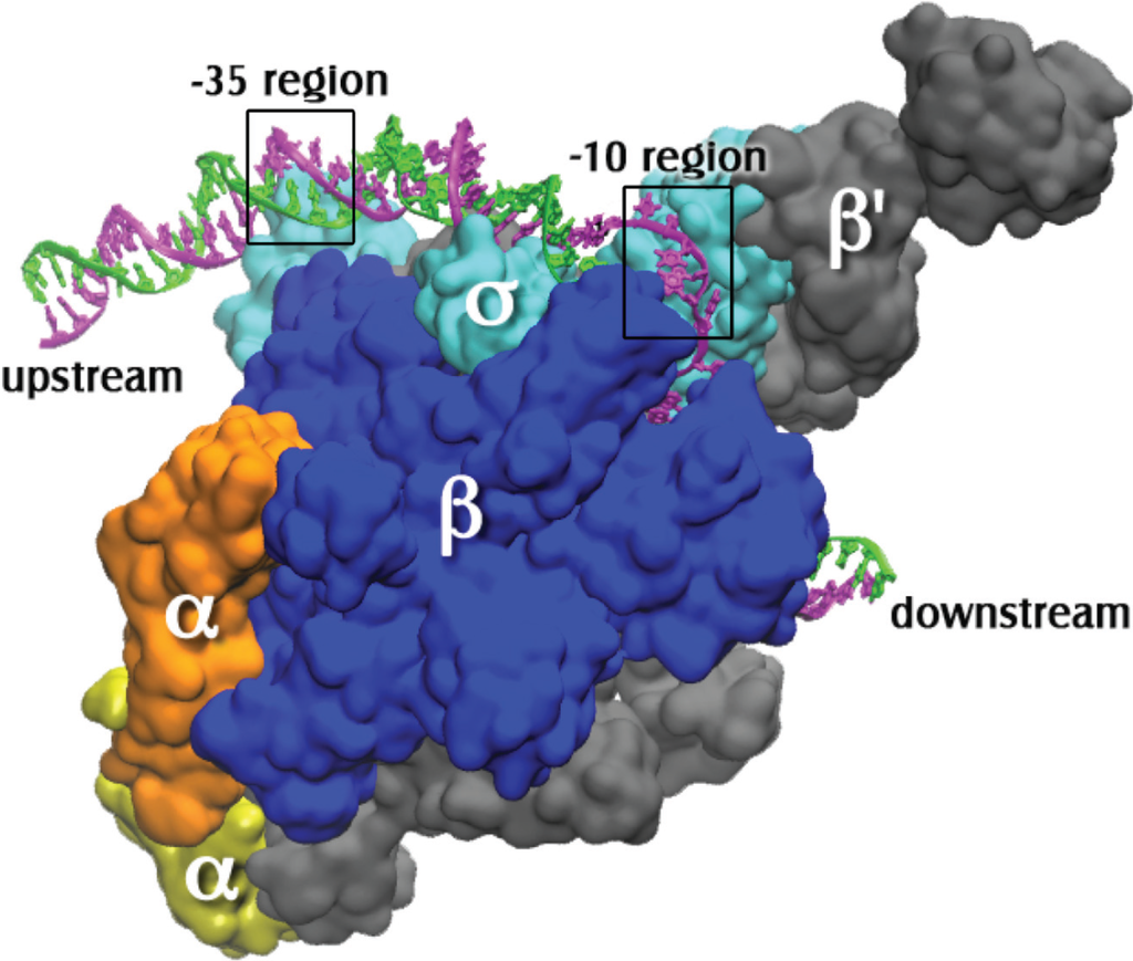 Biomolecules 05 00668 g001 1024