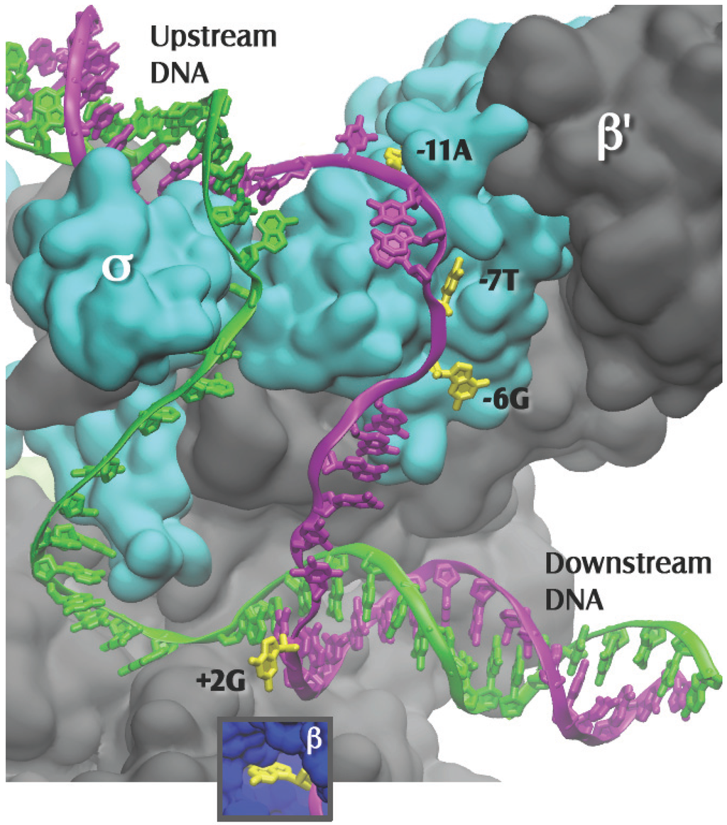 Biomolecules 05 00668 g002 1024