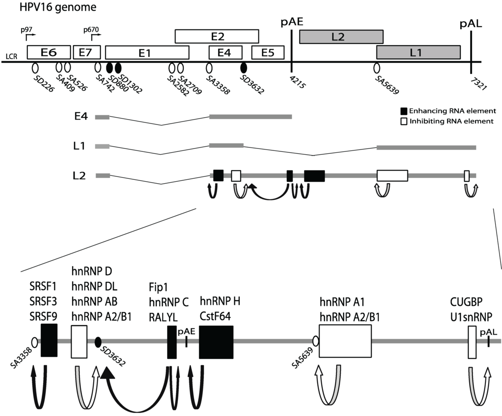Biomolecules 05 00758 g001 1024