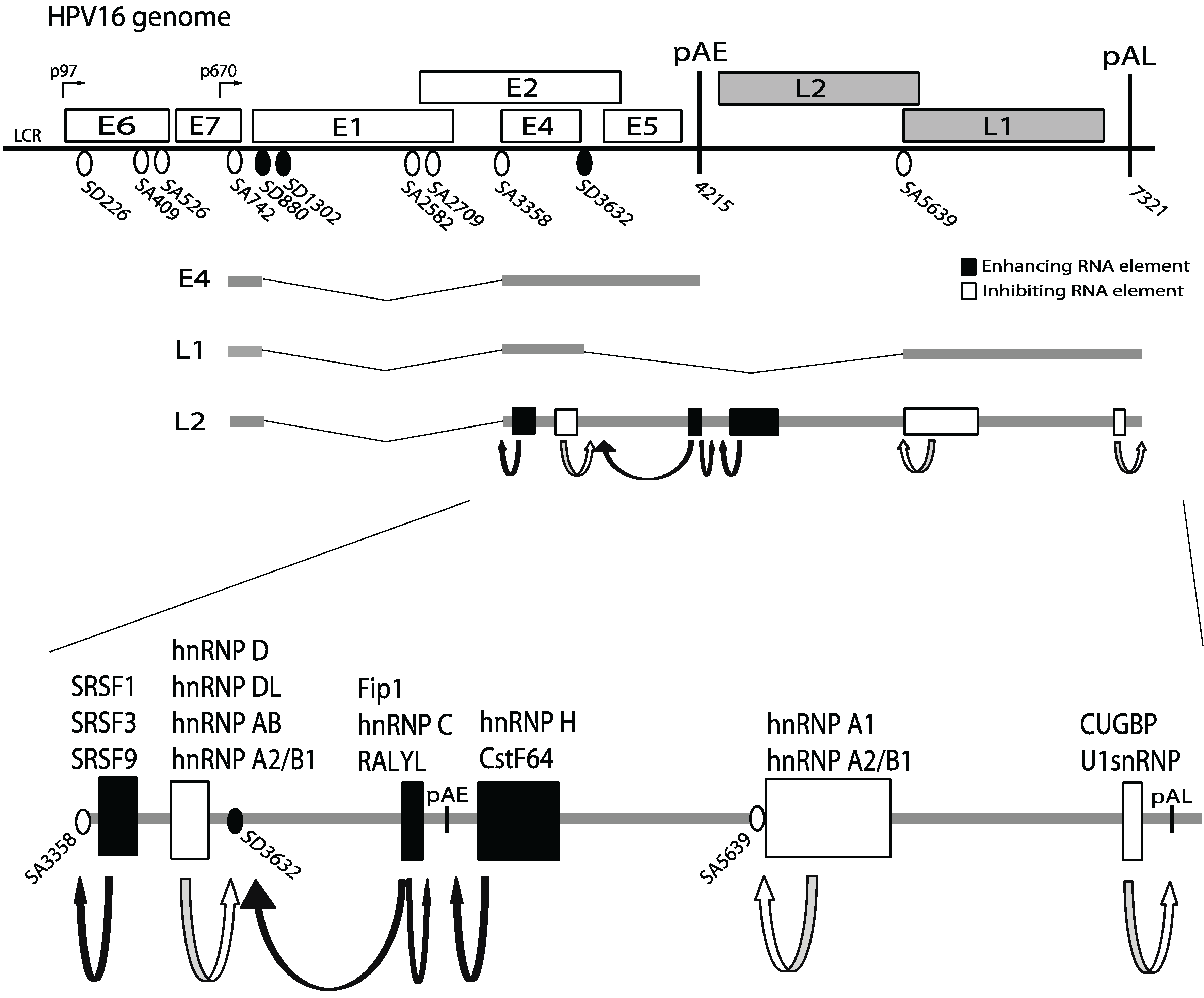 Biomolecules 05 00758 g001