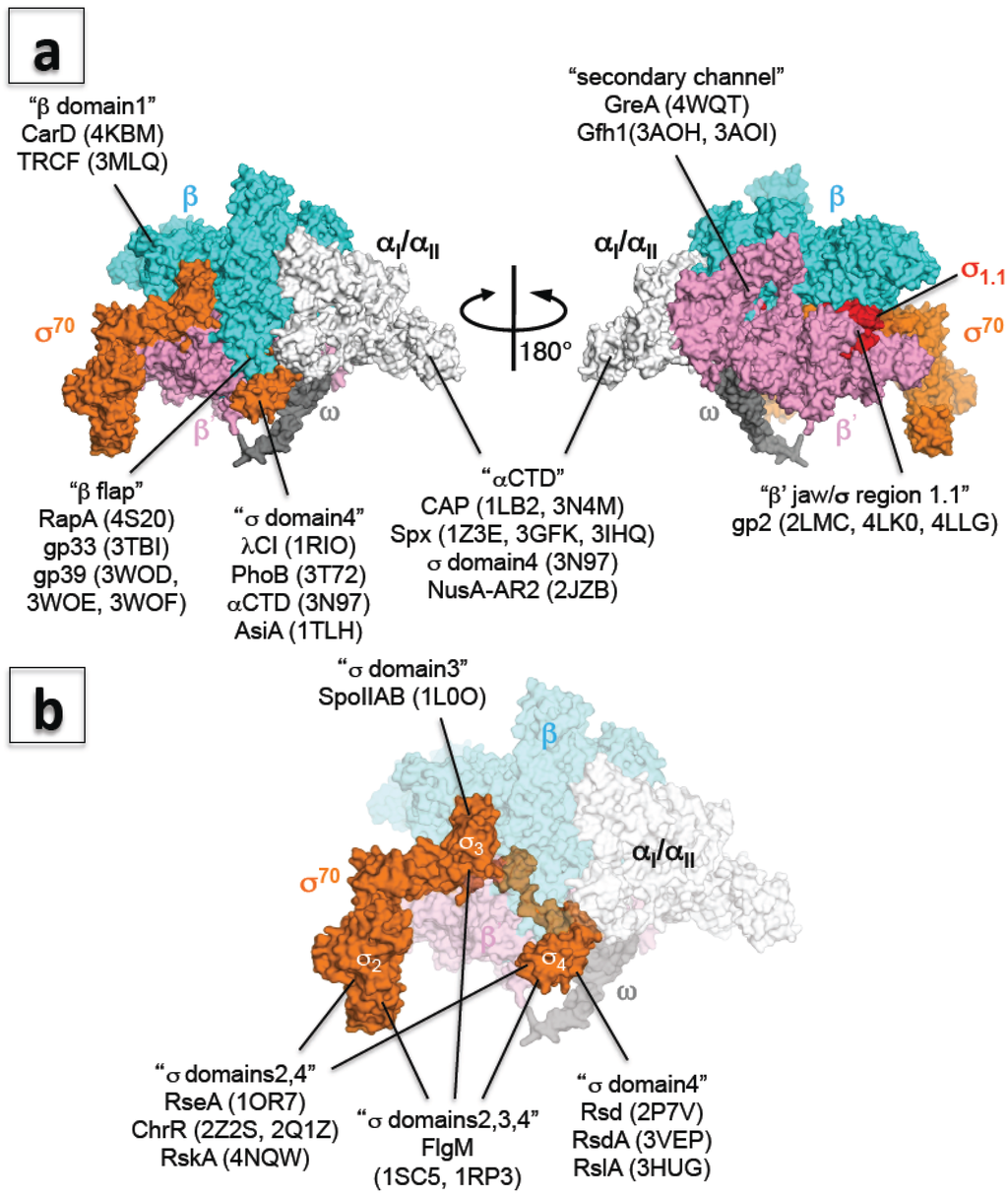 Biomolecules 05 00848 g002 1024