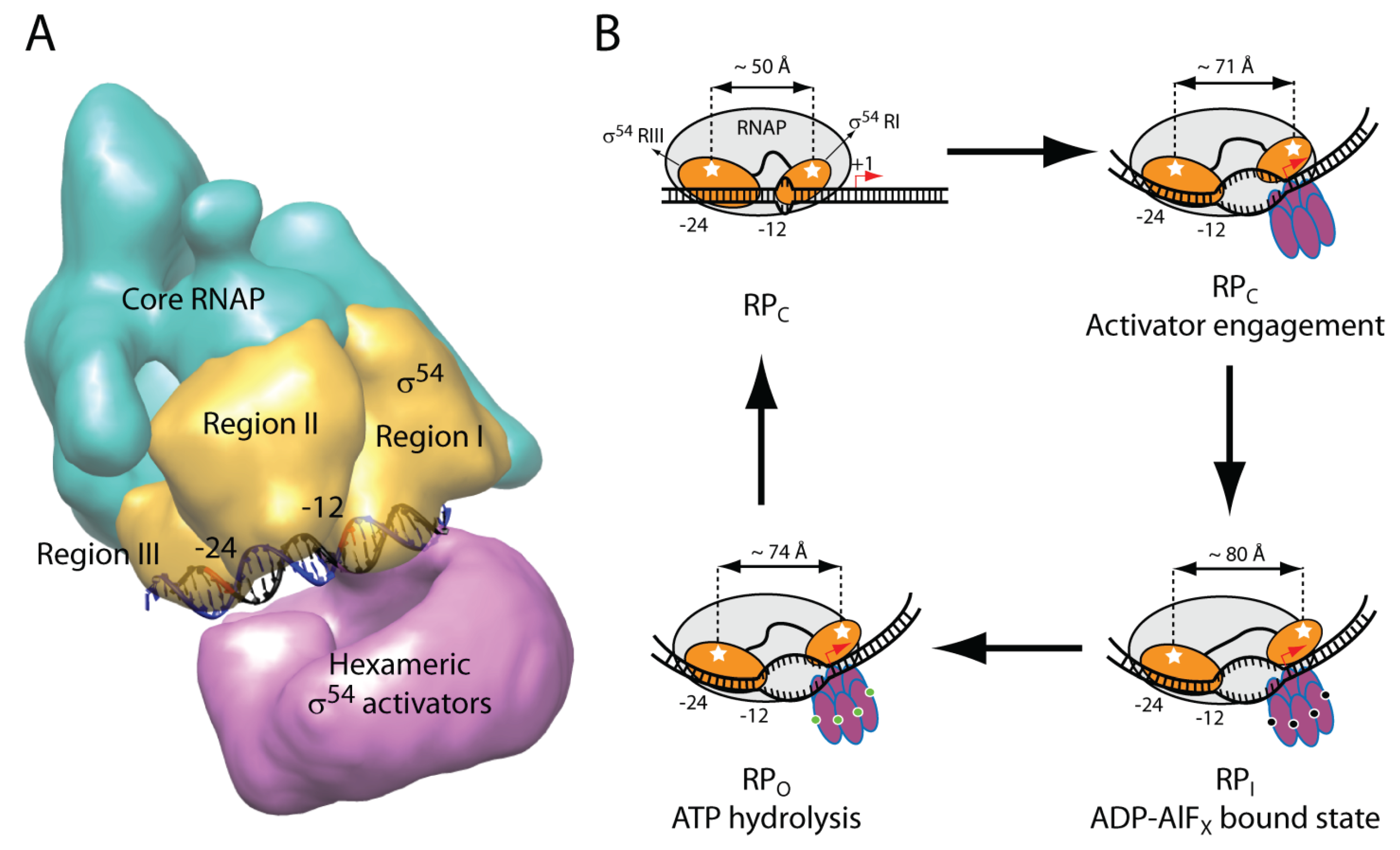 Biomolecules 05 01012 g002