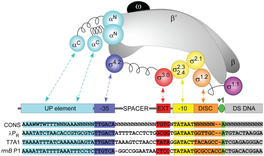 Biomolecules 05 01035 g001 1024