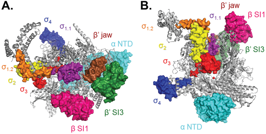 Biomolecules 05 01035 g002 1024