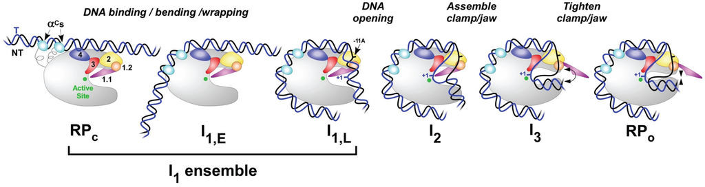 Biomolecules 05 01035 g003 1024