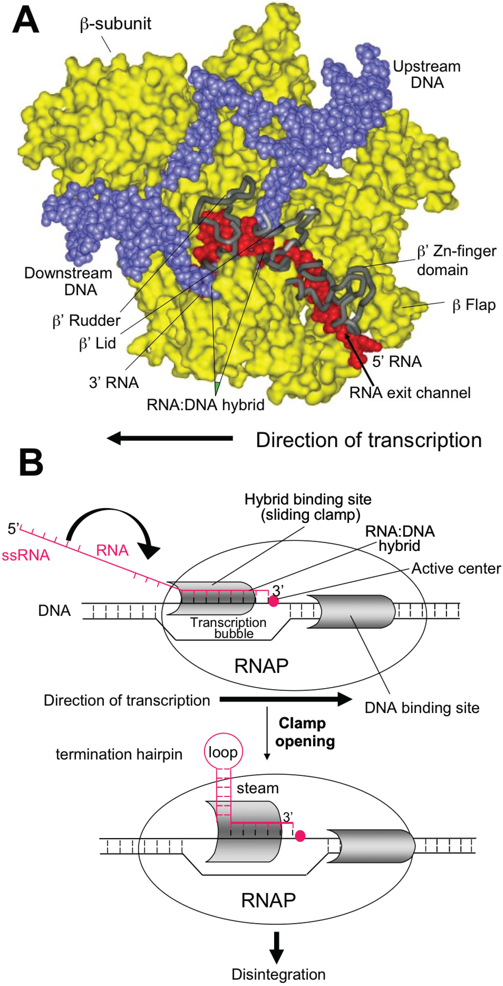 Biomolecules 05 01063 g001