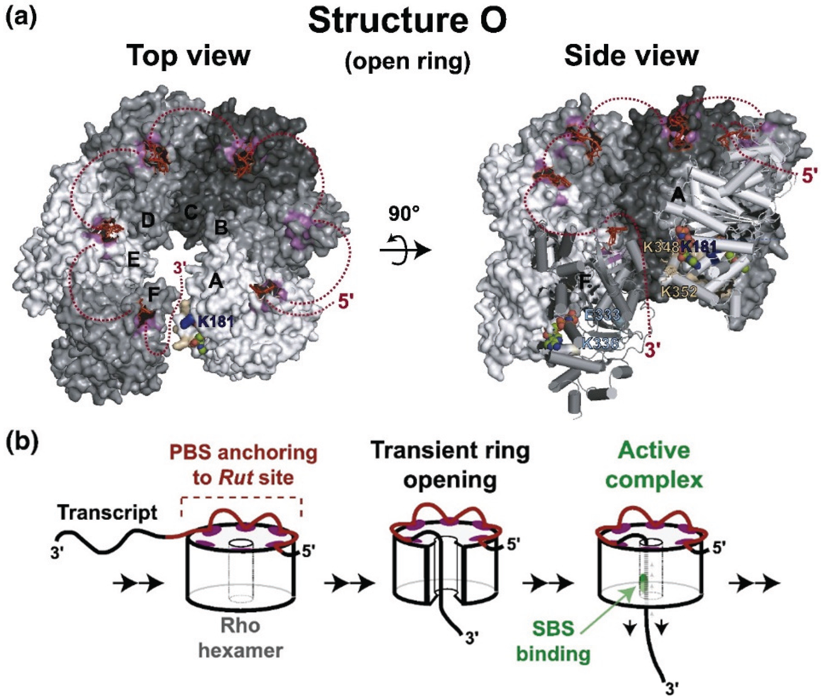 Biomolecules 05 01063 g002