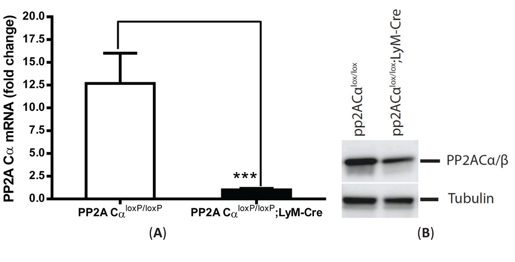 Biomolecules 05 01284 g004a 1024