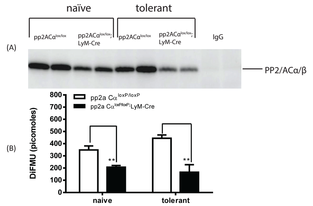 Biomolecules 05 01284 g005 1024