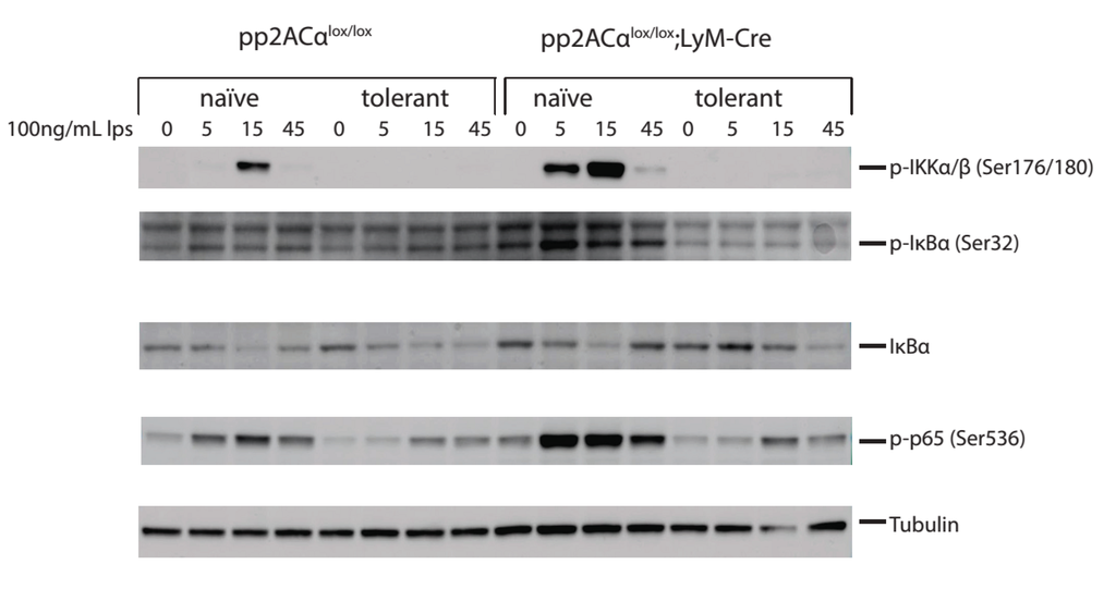 Biomolecules 05 01284 g006 1024