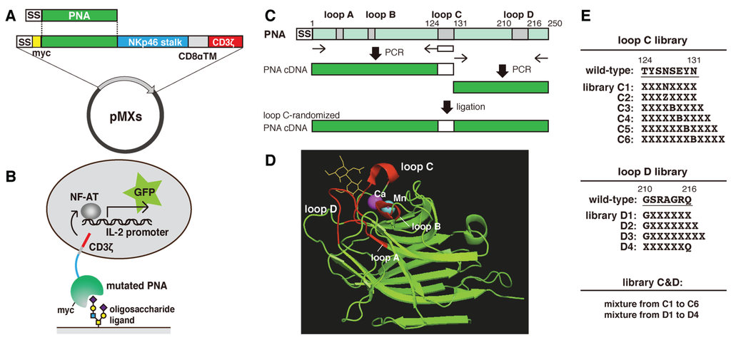 Biomolecules 05 01540 g001 1024