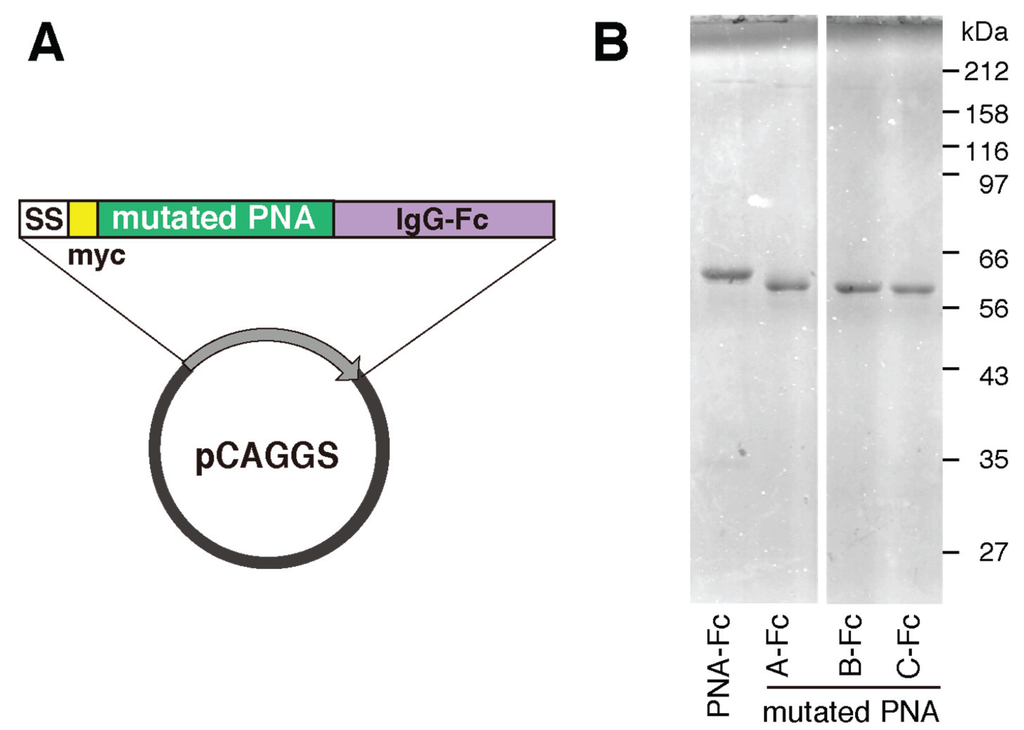 Biomolecules 05 01540 g006 1024