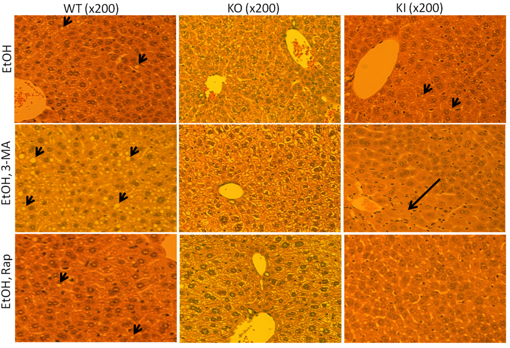 Biomolecules 05 02659 g002 1024