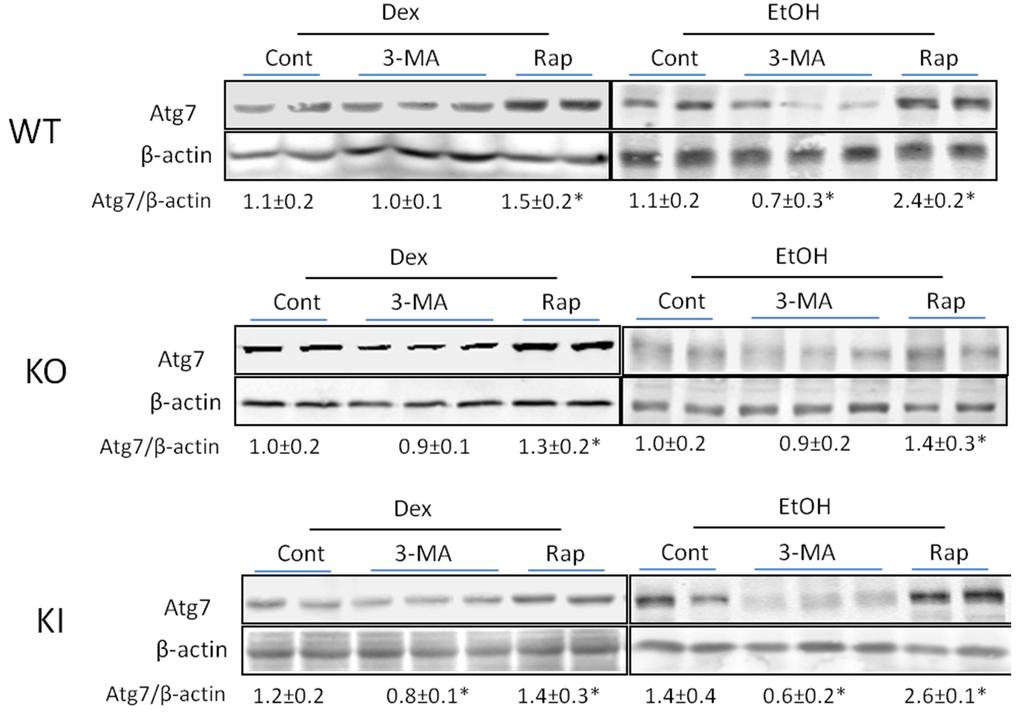 Biomolecules 05 02659 g006 1024