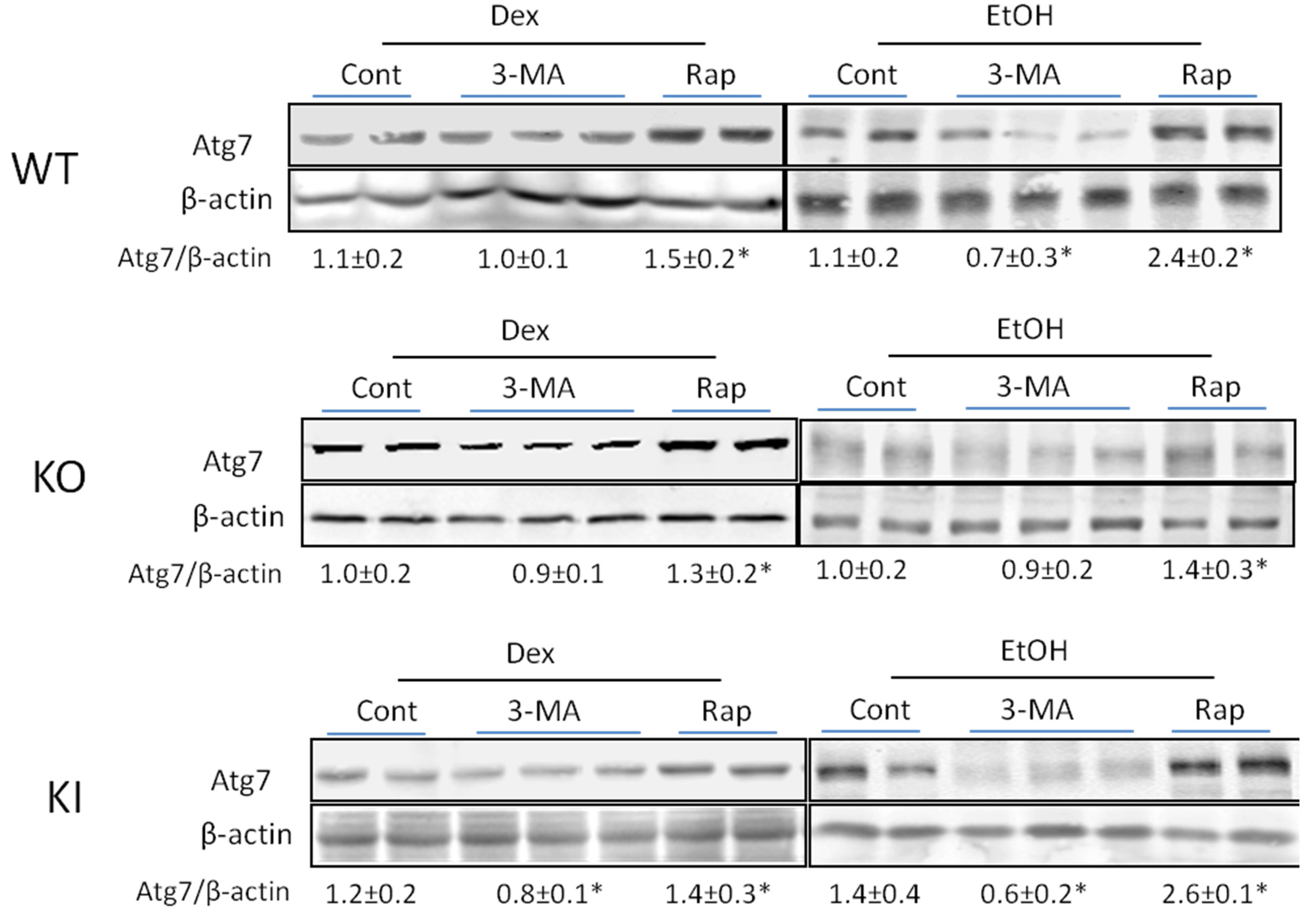 Biomolecules 05 02659 g006
