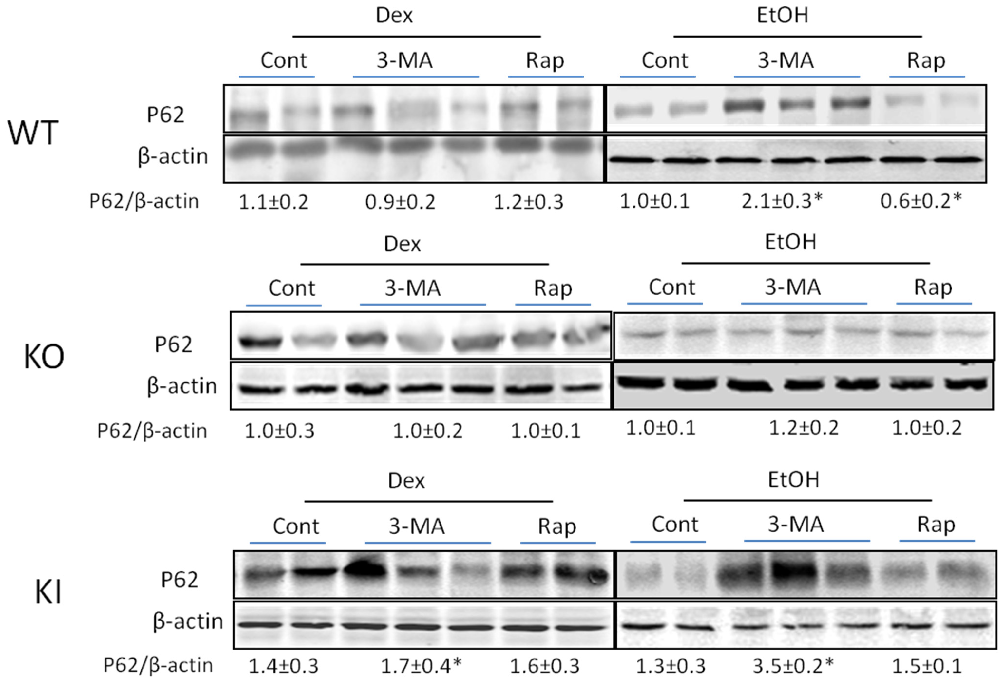 Biomolecules 05 02659 g007