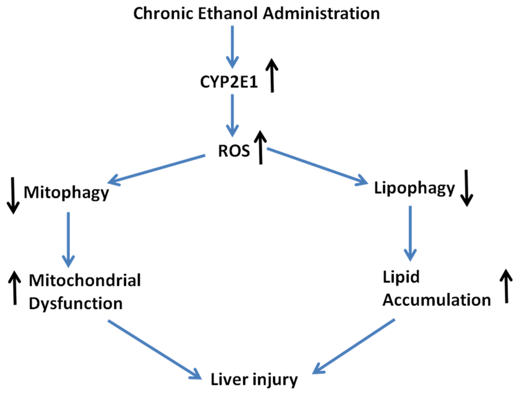 Biomolecules 05 02659 g008 1024